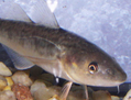 Le poulamon est une des plus petites espèces de morue. Chaque hiver, il vient en grand nombre (600 millions) pour se reproduire dans la rivière Sainte-Anne. (Association des pourvoyeurs de pêche aux petits poissons des chenaux) 