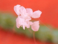 Fleur d’udumbara, sur une aiguille de pin, photographiée sous un microscope. (M. Li de Malacca, Malaisie)