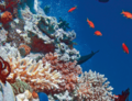 Véritables forêts tropicales des océans, les récifs coralliens se répartissent essentiellement sur le pourtour de l’équateur, notamment dans les océans Pacifique et Indien, et constituent la plus importante concentration de biodiversité marine. (Richard Ling/Wikimédia)
