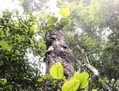 Arbre de dosel d'épiphytes, prise dans le Parc national Yasuni, dans la forêt amazonienne équatorienne. (Rodriguo Buendia/AFP/Getty Images)

