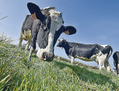 La fin des quotas laitiers européens a eu lieu le 1er avril 2015. (Georges Gobet/AFP/Getty Images)
