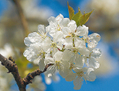 Le printemps influence notre métabolisme. (Jörg Hempel/Wikimédia)
