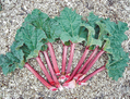 Les tiges de rhubarbe sont devenues très populaires au XIXe siècle. (wikimedia)
