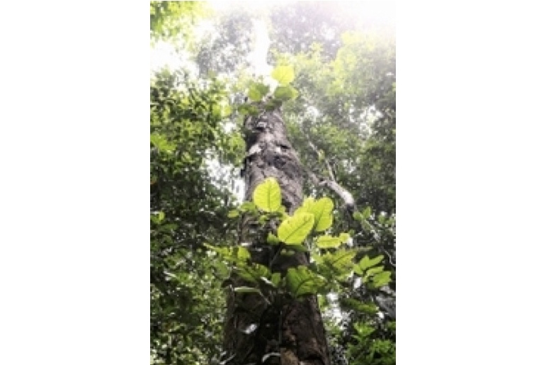 Arbre de dosel d'épiphytes, prise dans le Parc national Yasuni, dans la forêt amazonienne équatorienne. (Rodriguo Buendia/AFP/Getty Images)