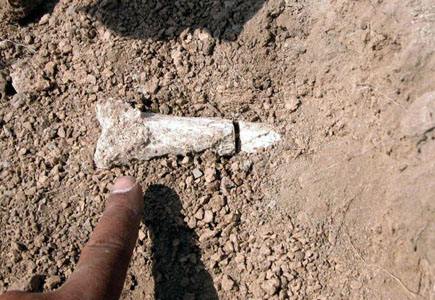 ADDIS ABABA, ETHIOPIE: Cette photo récente est celle d'un scientifique montrant une partie des 12 fossiles d'hominidés appartenant au squelette découvert il ya trois semaines, à 60 km du site de découverte de Lucy, en Ethiopie du nord. L'os est certainement le plus ancien découvert au monde à ce jour, datant entre 3,8 et 4 millions d'années. (STRINGER/AFP/Getty Images)