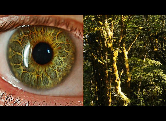 5 yeux ressemblant à des formations naturelles de notre planète ou de l’univers