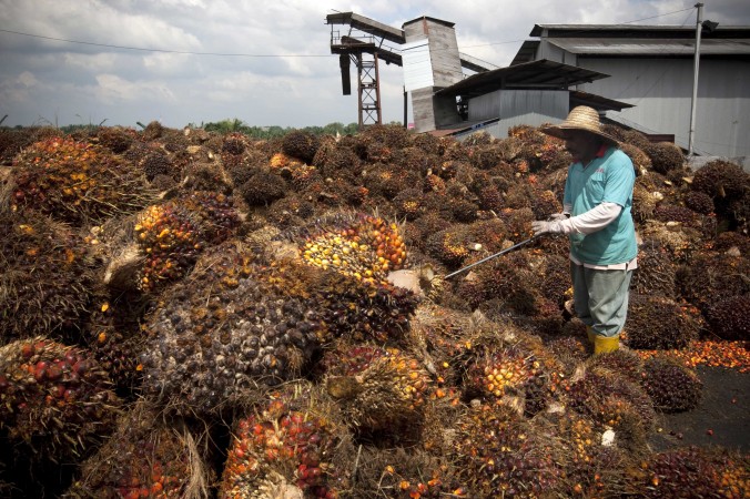 L’huile de palme écologique peut être très rentable pour les entreprises