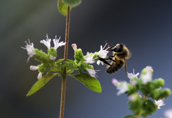 Paris veut protéger ses abeilles des produits toxiques, des pesticides et des OGMs (+vidéo)