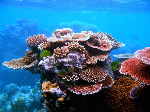 C’est le plus grand ensemble corallien du monde avec ses 400 espèces de coraux… (Toby Hudson/wikimedia)