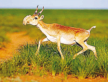 Cette espèce d’antilope est une rescapée de l’ère glaciaire. (SEILOV)
