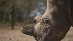 La mort d’un des 5 derniers rhinocéros blanc du Nord alerte sur l’imminente extinction de l’espèce