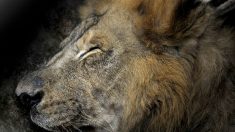 Vague d’émotion sur les réseaux sociaux à la mort de Cecil le lion