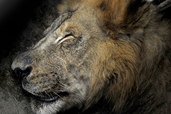 Pourtant espèce menacée, les lions sont toujours la cible des braconniers (Marvin RECINOS/AFP/Getty Images)