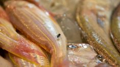 Du poisson contaminé en provenance de Chine dans votre assiette ?
