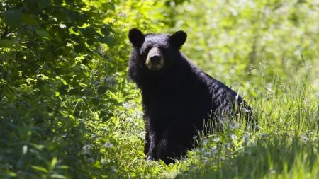 L’ours au Québec