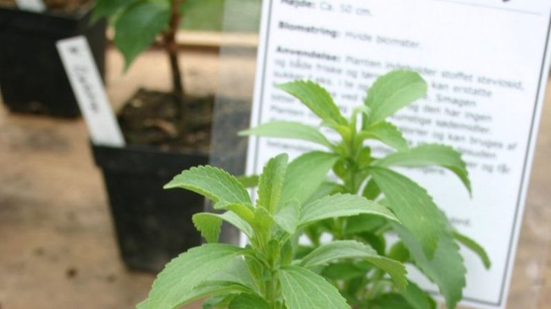  La plante stevia est devenue une alternative au sucre parmi les partisans d'une alimentation saine. ( CC BY-SA 3.0)