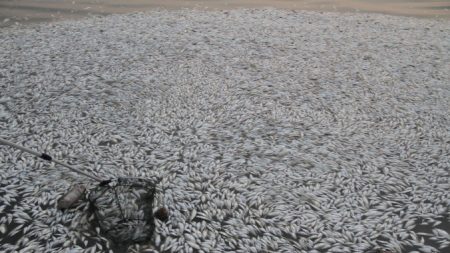 « Tout va bien » disent les officiels chinois suite à la mort de milliers de poissons à Tianjin