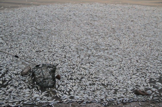 Des poissons morts flottent le long des rives de la rivière Haihe le 20 août 2015 à Tianjin, en Chine. (ChinaFotoPress / Getty Images)