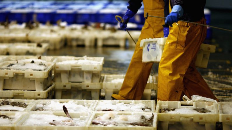 L’homme super-prédateur de la planète est en passe d’en épuiser toutes ses ressources naturelles par des méthodes intensives et industrielles. (Jeff J Mitchell/Getty Images)