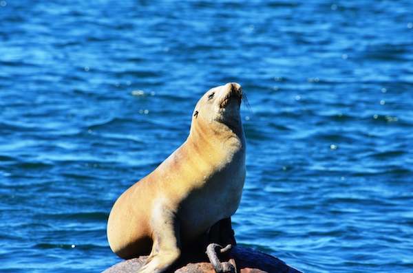 Lion de mer dans la baie de Monterey en Californie. (Wikipedia)