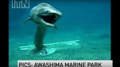 Un requin préhistorique a été filmé près des côtes japonaises