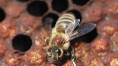 La protection de l’abeille est vitale pour notre planète