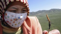 La curieuse histoire du champignon-chenille, « viagra » traditionnel tibétain devenu produit de luxe très prisé