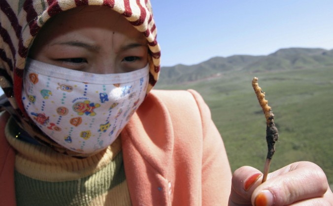 Cultivation du champignon chenille dans la province de Qinghai, en Chine, China. (China Photos/Getty Images)