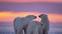 Voici comment les ours polaires font face au changement climatique 