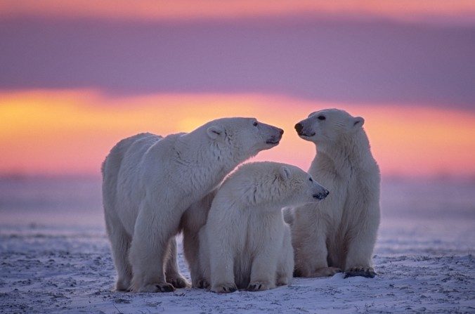 Une famille d'ours polaires dans l'Arctique canadien (Shutterstock *)