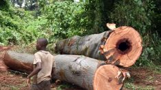 Le commerce du bois entre la France et la Centrafrique à l’origine d’un déplacement de population ?