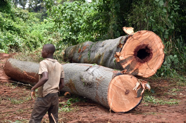 Le commerce de bois en Centrafrique alimente t-il les déplacements de populations ?(ISSOUF SANOGO/AFP/Getty Images)