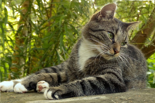 Le ronronnement du chat a un effet apaisant.  (pixabay.com)