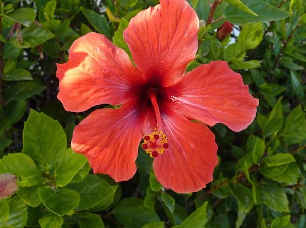 La tisane d’hibiscus a une jolie couleur rouge et un goût acidulé très rafraîchissant.  (pixabay.com)