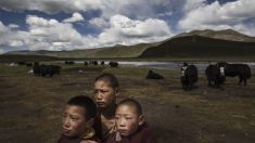 D’après la propagande du régime chinois : le Tibet vit actuellement « son âge d’or »