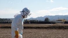 Dans la zone d’exclusion de Fukushima, la nature reprend ses droits