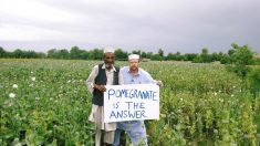 Des agriculteurs afghans trouvent une alternative au pavot : la culture de grenade