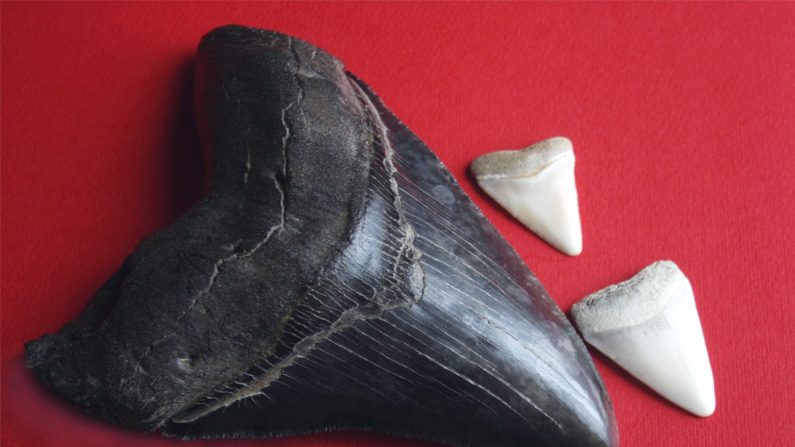Une dent du Mégalodon, créature marine préhistorique, à côté de deux dents de requin. ( wikimédia )
