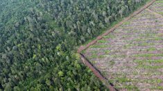 Comprenons-nous vraiment les enjeux de la déforestation?