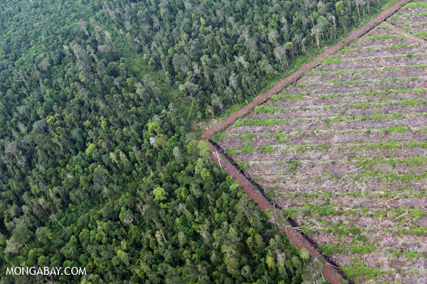 Déforestation à Riau, Sumatra (Indonésie) en 2014 (Rhett A. Butler)