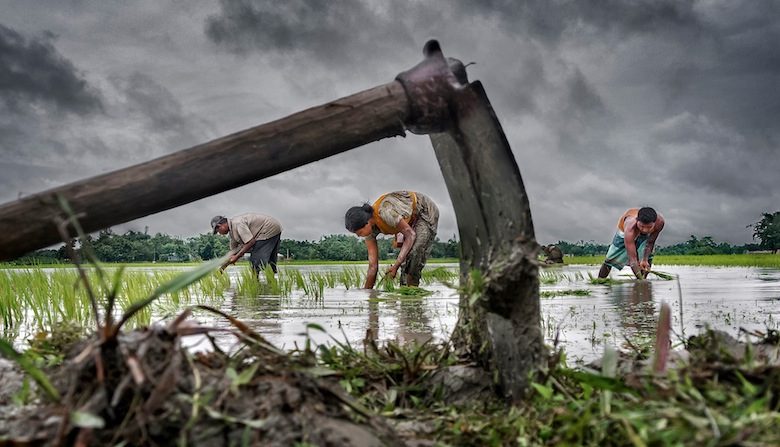 Grand Prize Winner-- “Paddy Cultivation” by Sujan Sarkar of India. La culture du riz dans le Bengale occidental. Chaque homme, femme, enfant prête main aux semences et aux récoltes.