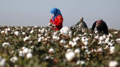 Selon les experts du durable, le suivi du coton est presque impossible