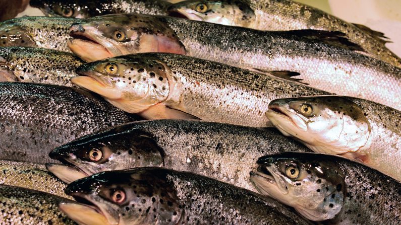 Bientôt du poisson génétiquement modifié dans les assiettes américaines. (PHILIPPE HUGUEN/AFP/Getty Images)