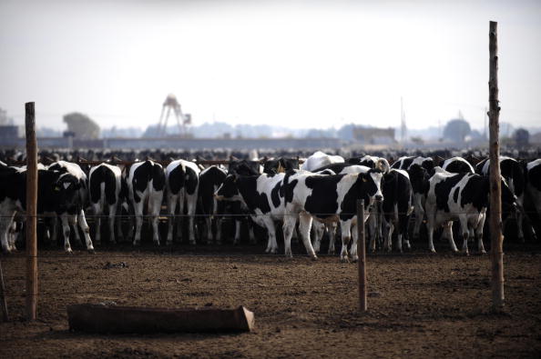 La Chine s’apprête à construire à Tianjin la plus grande usine de clonage d’animaux. Sur la photo, un troupeau de vaches à Shelawusu dans le sud de Hohhot dans la région du nord de la Chine. (PETER PARKS/AFP/Getty Images)