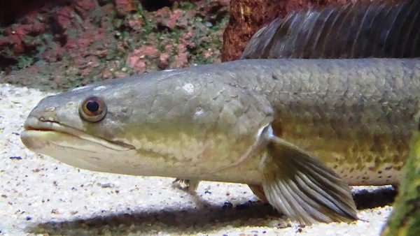 L’ophiocéphale Channa micropeltes ou Tête de serpent est un poisson carnivore d’eau douce originaire du Sud-Est asiatique. 