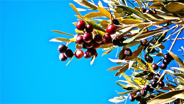 L’huile d’olive empêche la formation de vésicules et fournit des antioxydants. Elle soulage la douleur et les démangeaisons. (Pixabay)