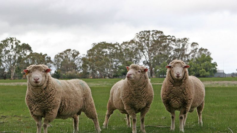 Parmi ces fibres nobles, la laine mérinos, provenant du mouton du même nom, est un choix intéressant, à la fois pour ses qualités comme pour le porte-monnaie. (FREEIMAGES.COM)