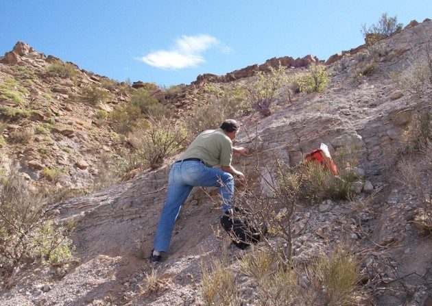 Farid Chemale, co-auteur de l'étude, récupère des échantillons de strates de cendre volcanique (tuf, ou cinérite) dans la formation de Chañares, Argentine, pour effectuer une datation radio-isotopique. (Adriana Mancuso)