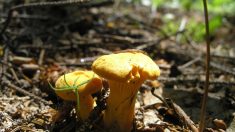 Valoriser la forêt du Québec par les champignons