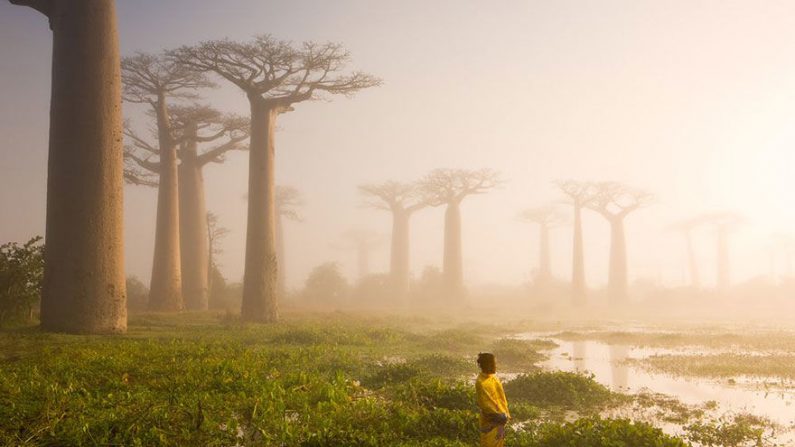 Forêt de baobabs, Madagascar.  ( Marsel Van Oosten / National Geographic )